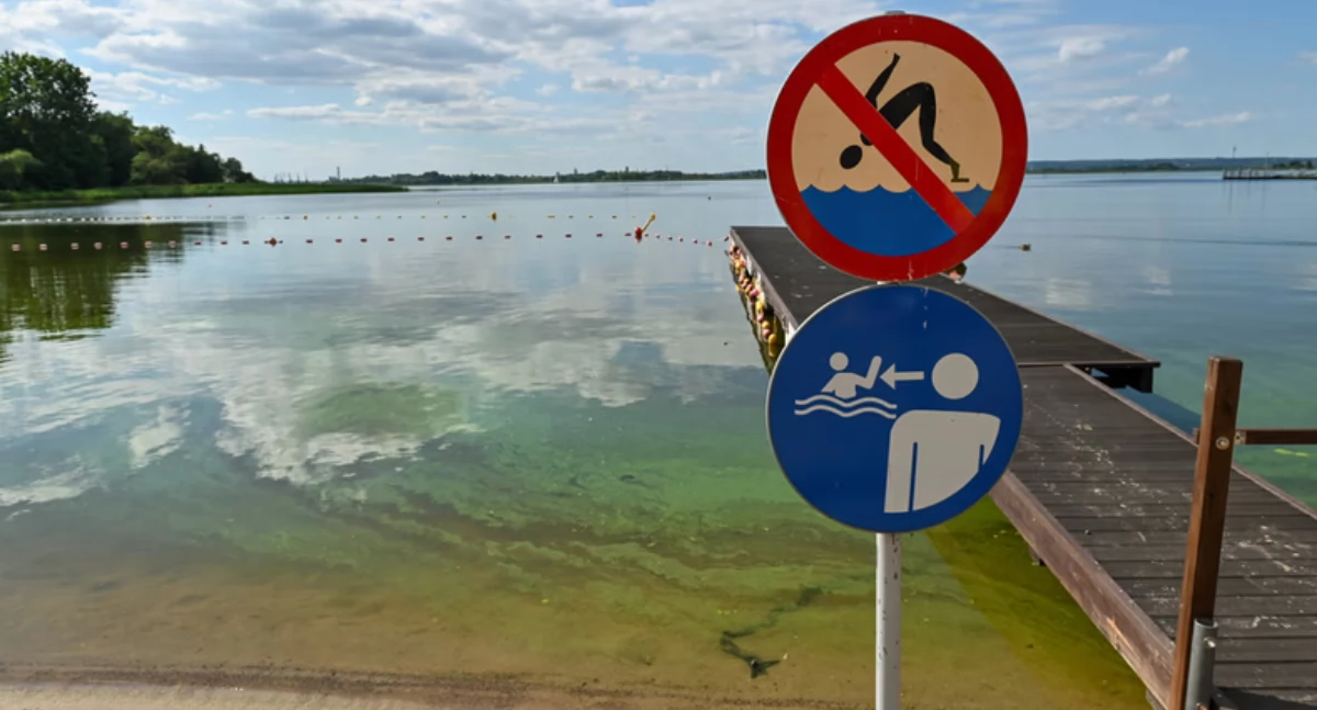 Sinice w wodach kąpielisk: zagrożenie dla zdrowia ludzi i zwierząt