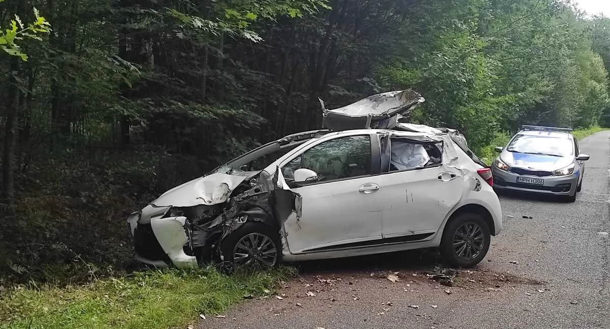 Uważajcie na dzikie zwierzęta na drodze! 