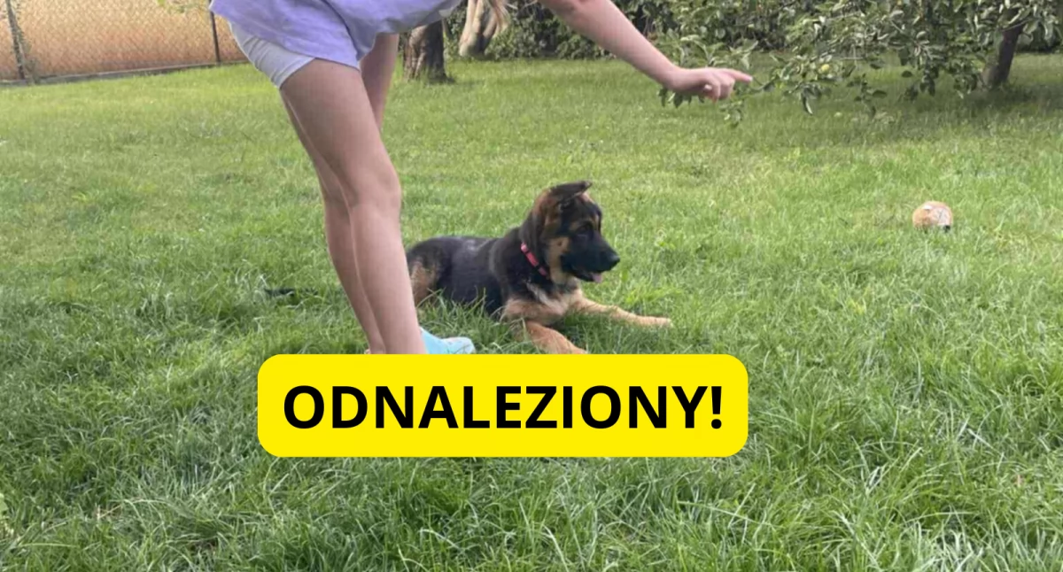 Uwaga, zaginał szczeniaczek! AKTUALIZACJA - piesek został odnaleziony