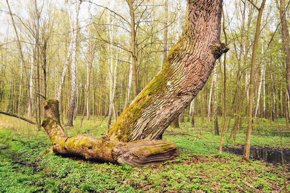 Drzewa umierają stojąc... czasami krzywo