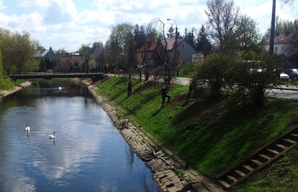 Nasadzają wierzby
