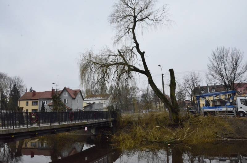 Wycinką pułtuskich wierzb zainteresowała się telewizja