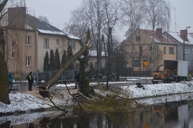 Wierzby giną na naszych oczach!!!