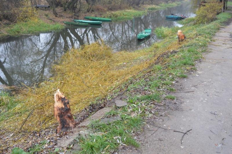 Wierzby znikają z naszego krajobrazu...