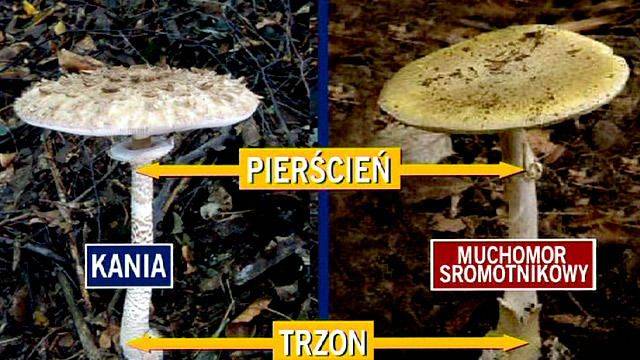 Grzybiarz myli się tylko raz!
