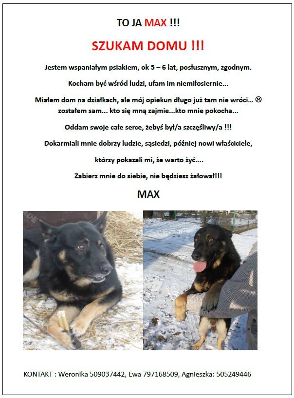Max szuka domu