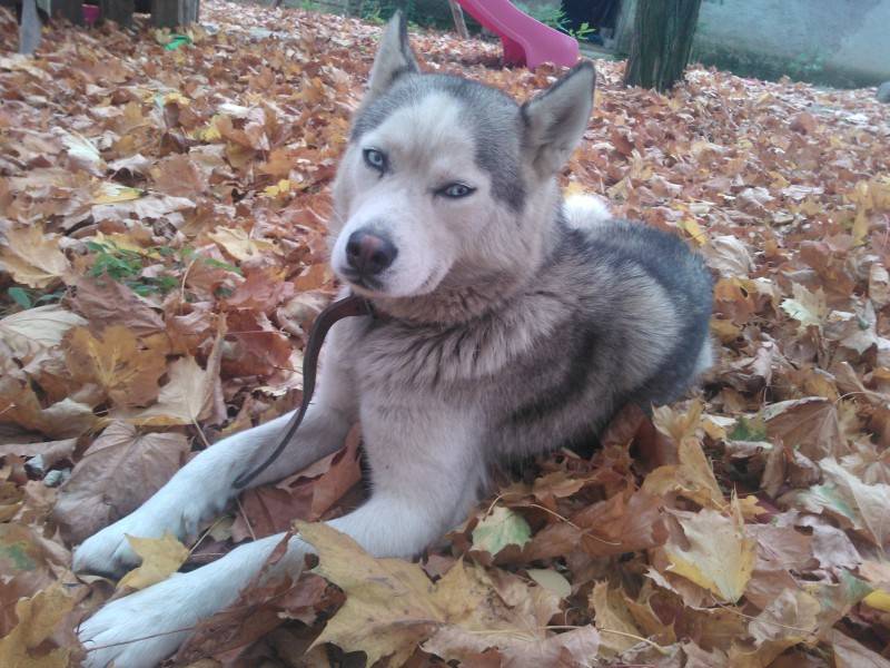 Zaginęła suczka Husky
