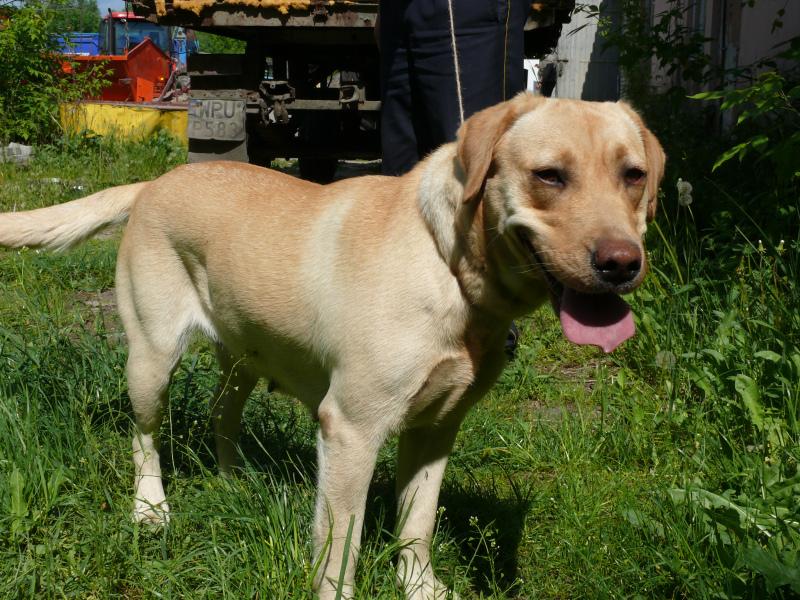 Znaleziono labradora