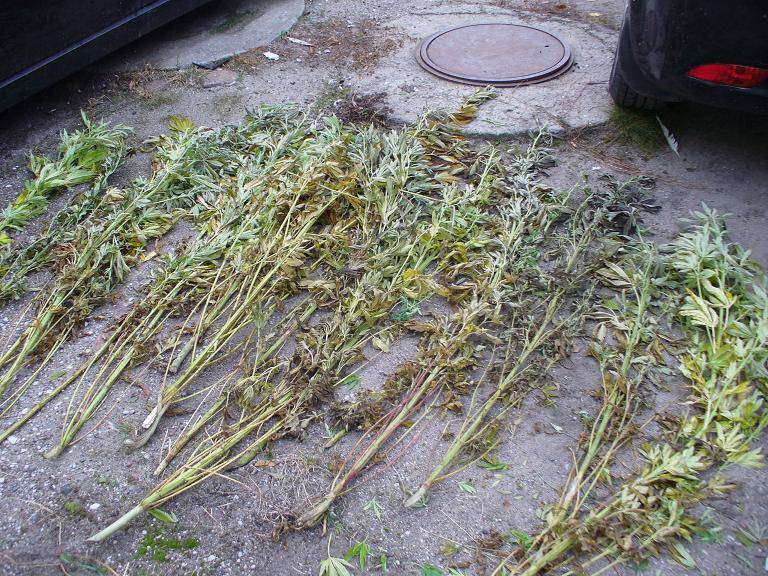 Zlikwidowano plantację konopi indyjskich 