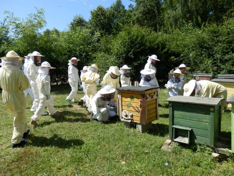Pszczoły – skarb natury i życia na ziemi
