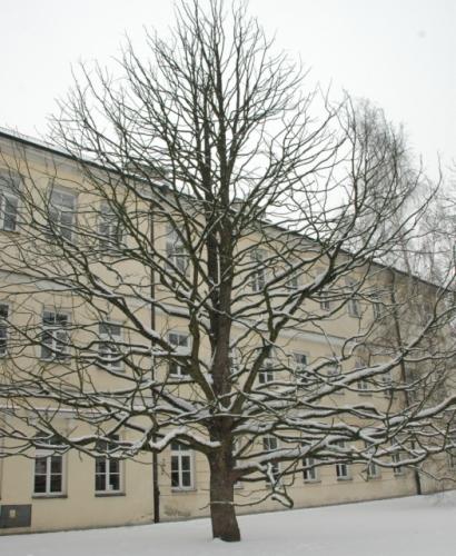 Leszczyna turecka sprzed LO już wycięta