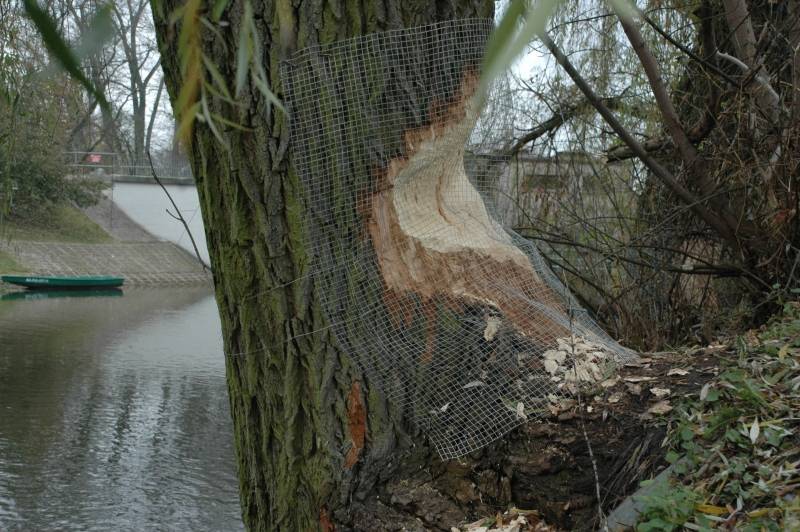 Bobry niszczą drzewostan