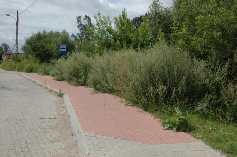 Krzaki zarastają Tartaczną