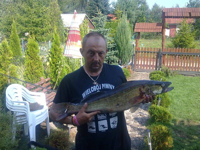 Pan Okoń złowił taakiego sandacza