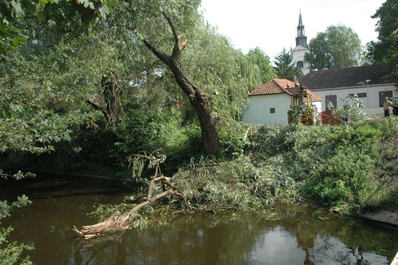 Wycinka przy kanałku