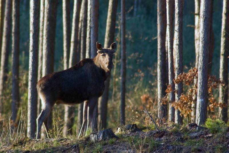 Uwaga! Łosie 
