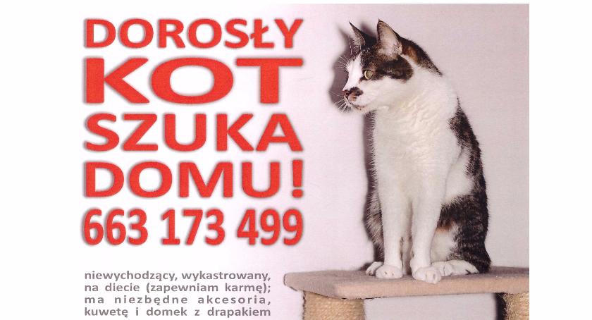 Dorosły kot szuka domu!