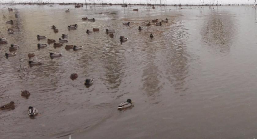 Narew znowu niebezpieczna