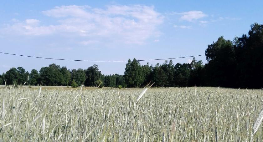 Susza w gminie Zatory – rolnicy mogą składać wnioski