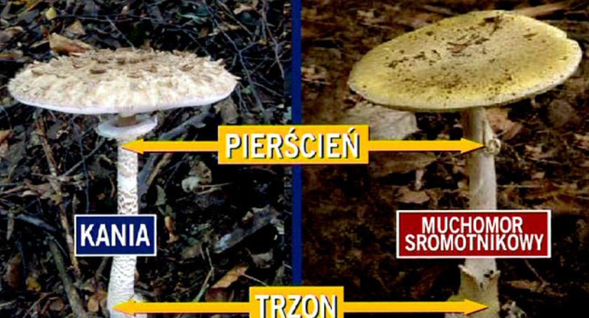 Grzybiarz myli się tylko raz