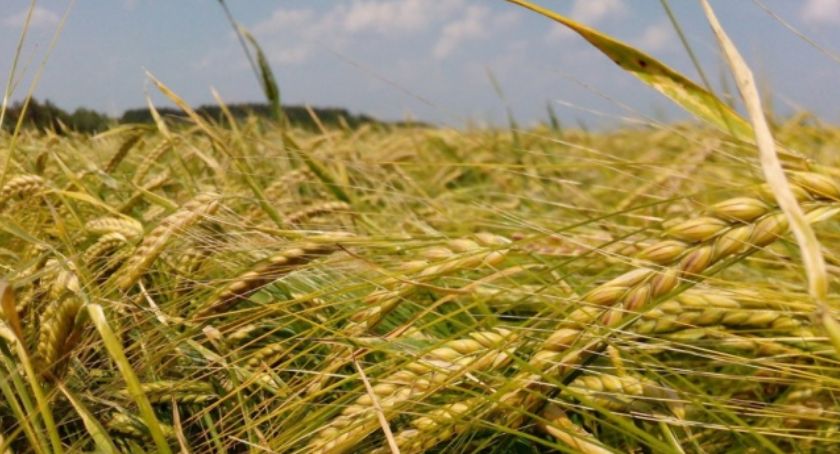 Rolniku, poniosłeś straty z powodu suszy? – złóż wniosek!