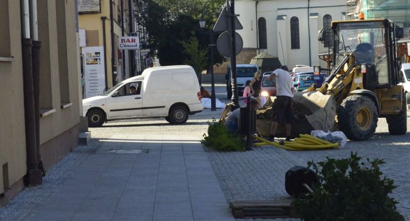 Nowe drzewka na rynku