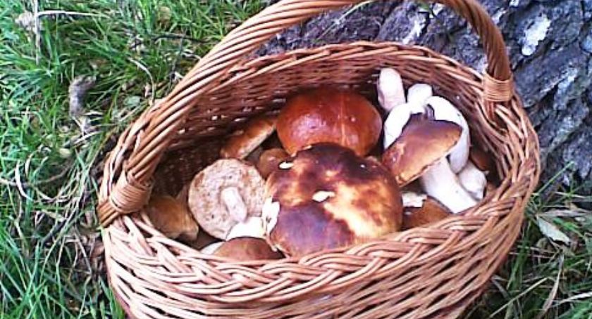 Poradnik grzybiarza