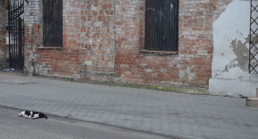 24 godziny na uprzątnięcie martwych, bezpańskich zwierząt
