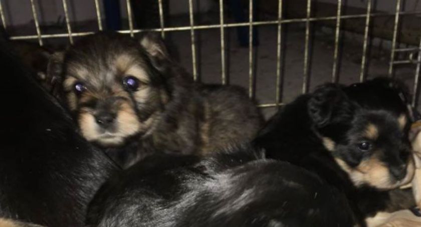 Szczenięta do adopcji