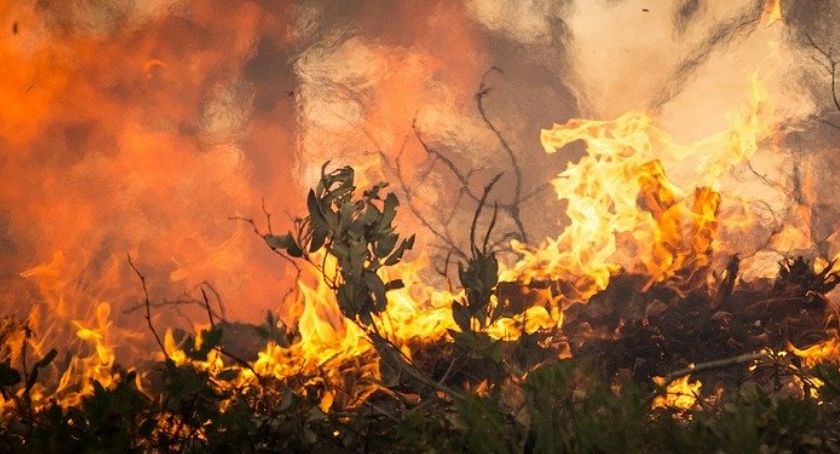 Pożar lasu w Bartodziejach - trwa akcja gaśnicza