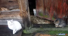 Opiekująca się czterema kotami kobieta zmarła. Zwierzęta pozostały same. Wstrząsające zdjęcia i film