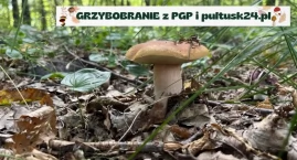 Grzybobranie 2024 z PGP i pultusk24.pl. Wasze pierwsze zbiory!