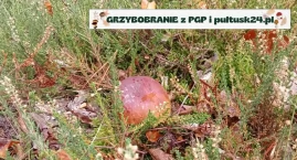 Grzybobranie 2024 z PGP i pultusk24.pl. Kolejne zdjęcia konkursowe, tym razem pani Anety
