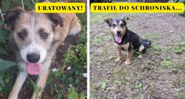 Ten piesek znalazł kochający dom, ale co z innymi? A co z kotami?