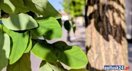 100 nowych drzew w Pułtusku. Są pieniądze, jest umowa