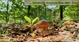 Konkurs Grzybobranie z PGP i Pultusk24 – zbiory pana…