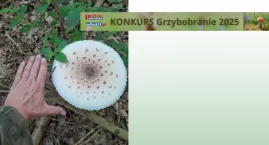 „Grzybobranie z PGP i Pultusk24” - zbiory pana Michała