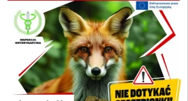 Wkrótce jesienne szczepienie lisów na Mazowszu - na …