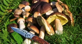 Które grzyby są najmniej robaczywe? Eksperci wyjaśni…