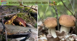 Grzybobranie z PGP i Pultusk24 - zbiory pani Gabriel…
