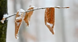  Nadciąga fala zimna. W weekend przymrozki i opady d…