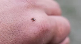 Wzrost przypadków boreliozy o ponad 60 proc. Teraz p&hellip;