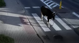 U sąsiadów. Krowa bez poszła na miasto. Spacer zakoń&hellip;