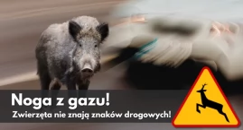  Myśliwi z apelem do kierowców: zdejmij nogę z gazu