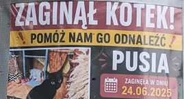 Zaginęła Kotka Pusia!