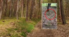 Wysyp borowików już w połowie lipca. Grzybiarze mówi&hellip;