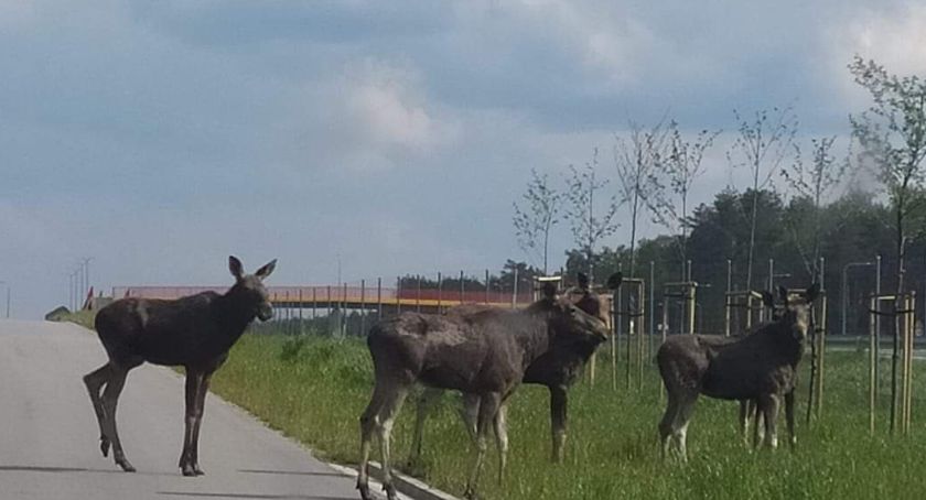 Dzikie zwierzęta na drogach – 5 kolizji w tydzień