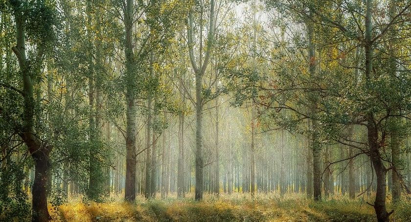Posadź własny las i weź pieniądze – Nabór wniosków dobiega końca