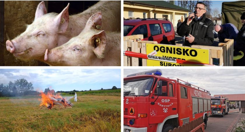 Nowe ogniska ASF w powiecie – Uśpiono zwierzęta, spalono słomę