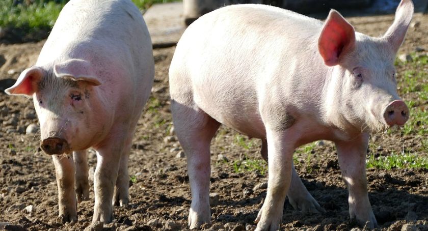 Rekompensata za zakaz produkcji świń w związku z ASF